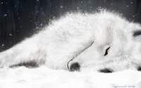 Avatar de AlaskanWolf